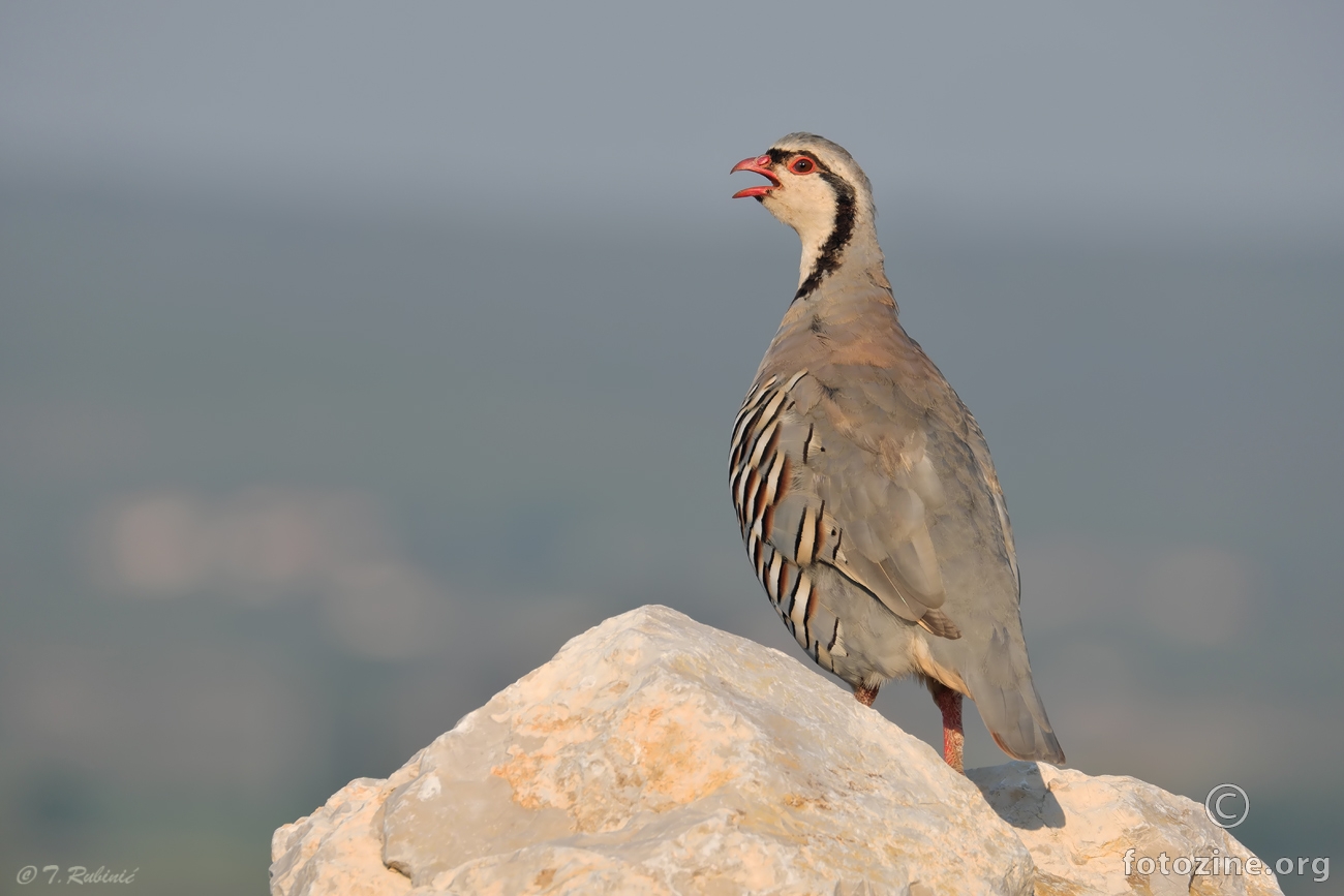 Jarebica kamenjarka (Alectoris graeca)