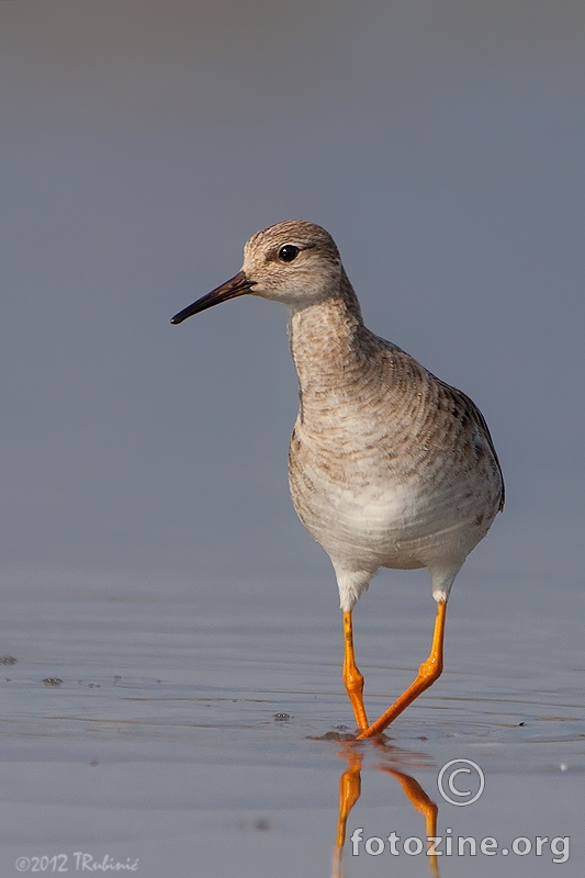 pršljivac (Philomachus pugnax)