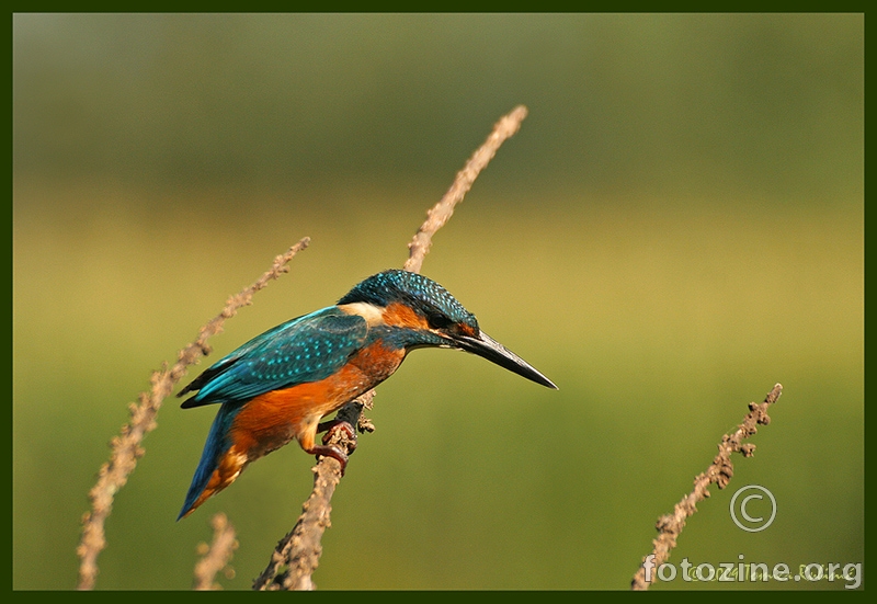 vodomar-Alcedo atthis
