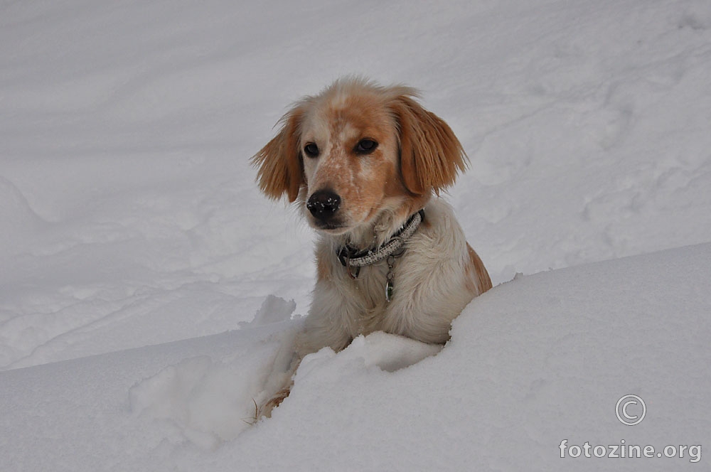 Pas u snijegu
