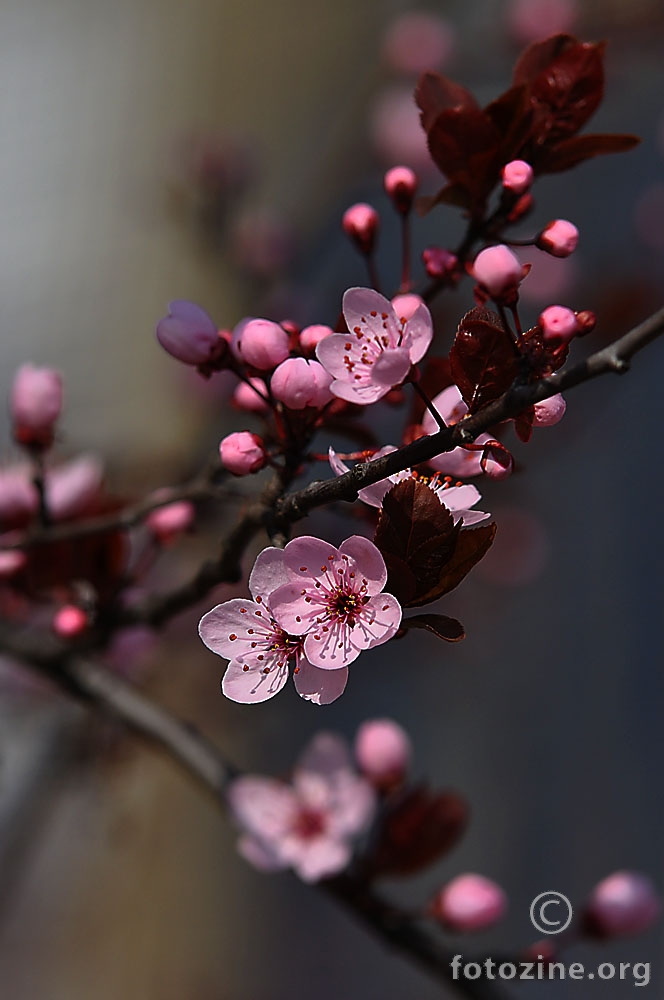 Pink Spring