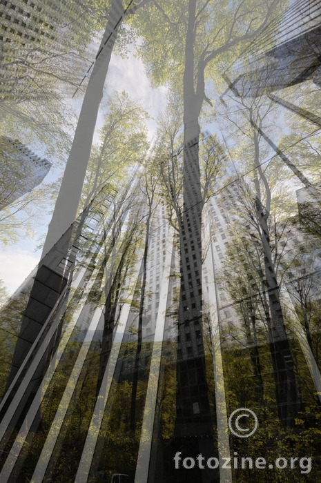 Parallel Forest