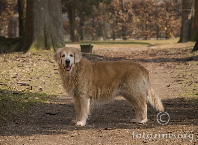 happy dog