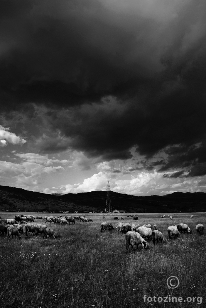 landscape of sheeps