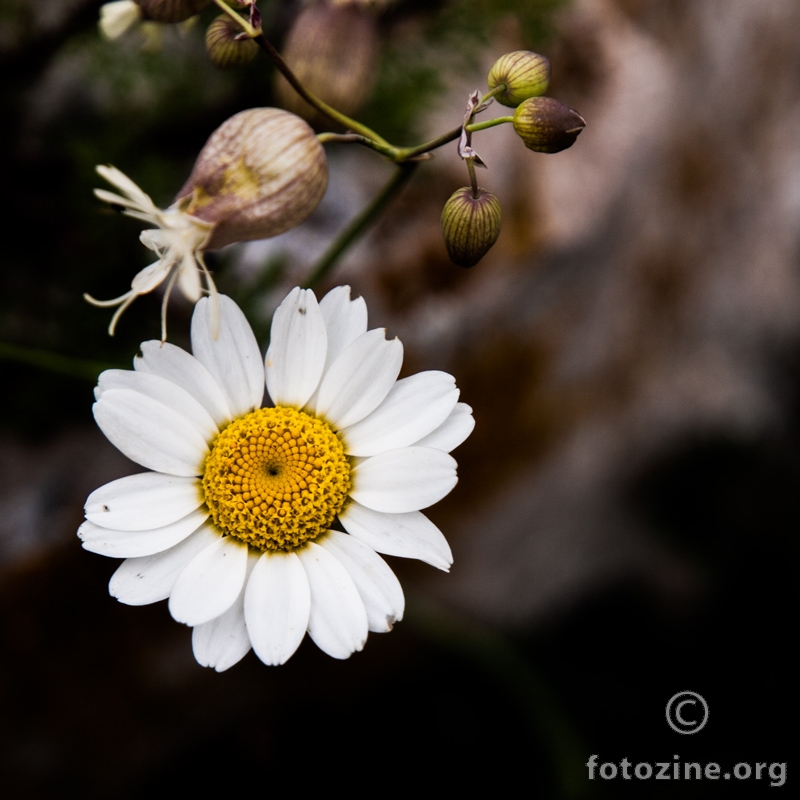Bijeli cvijet 