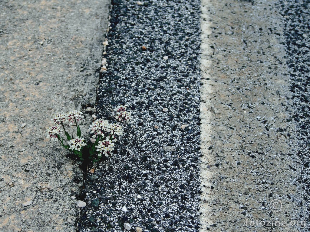 asfalt u proljeće