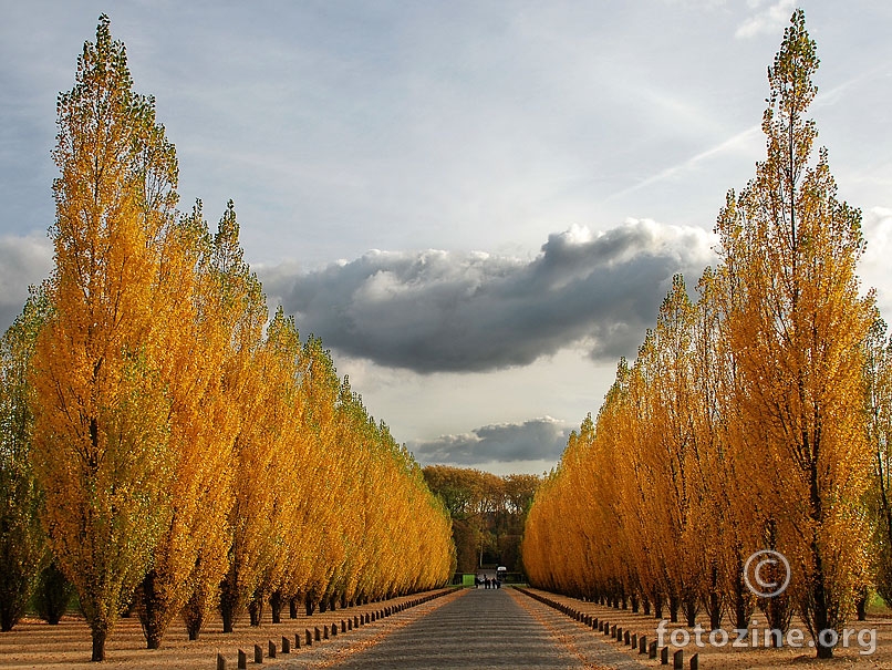 Drvored Versailles