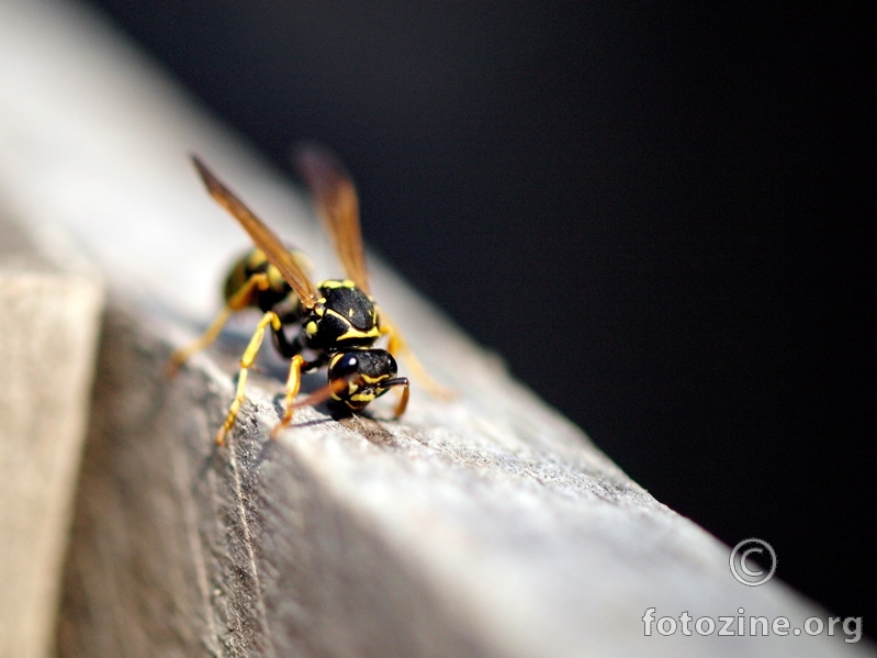 Oh my God, it's the diagonal wasp!