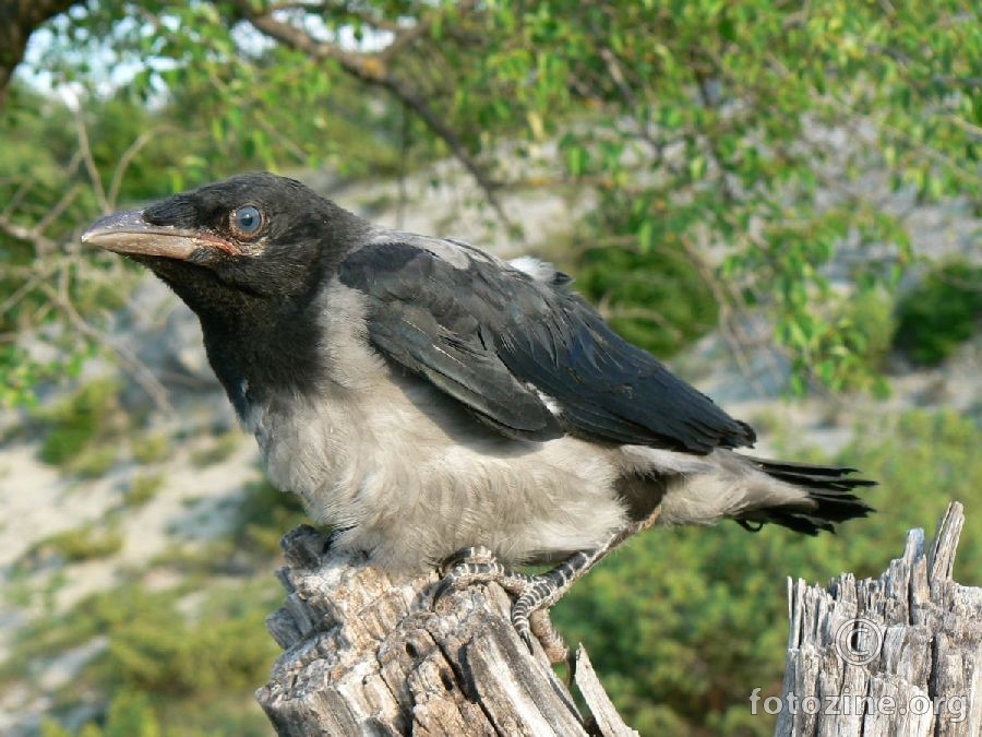 siva vrana