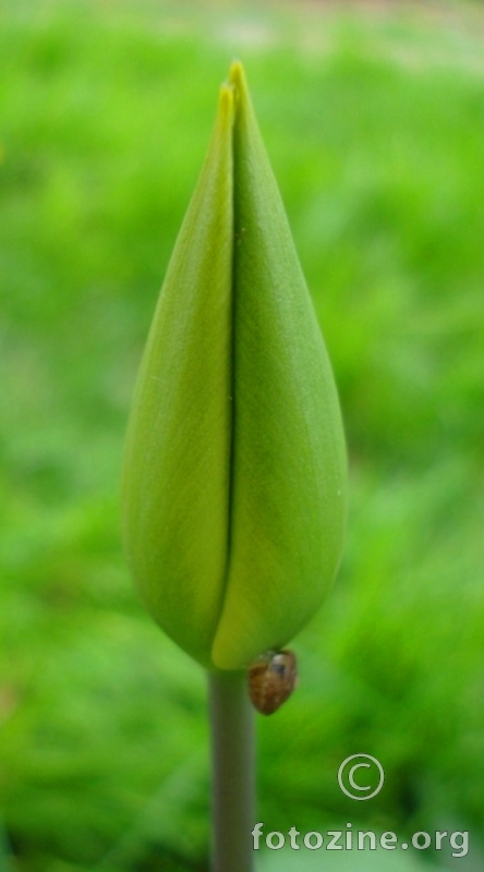 pup tulipana