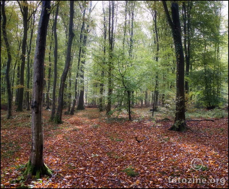 priče iz šume...