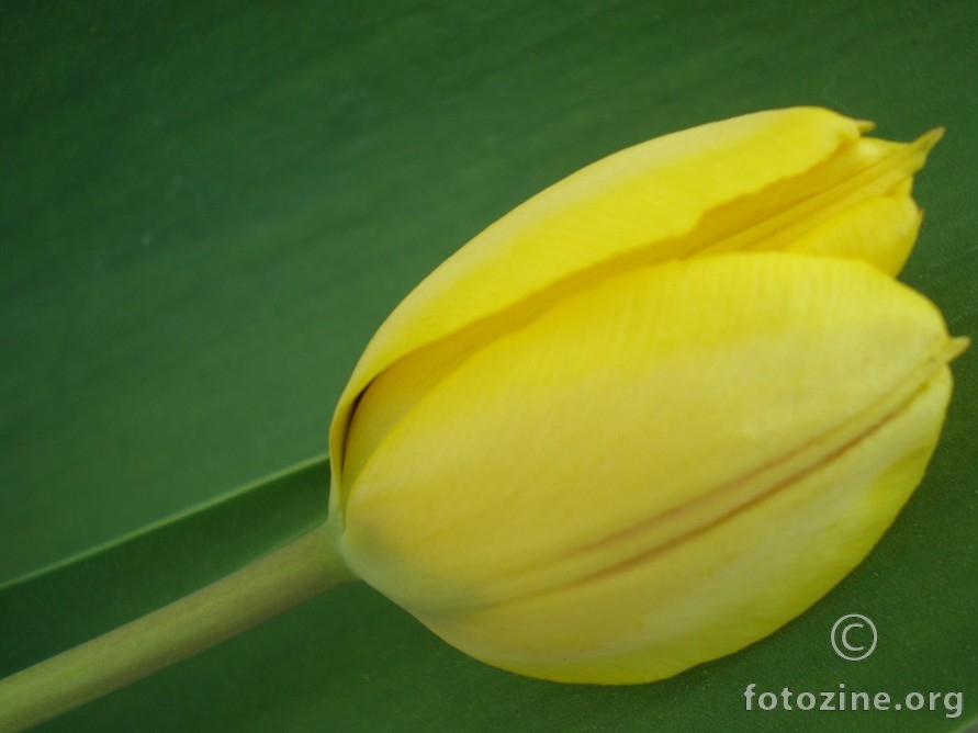 tulipančić