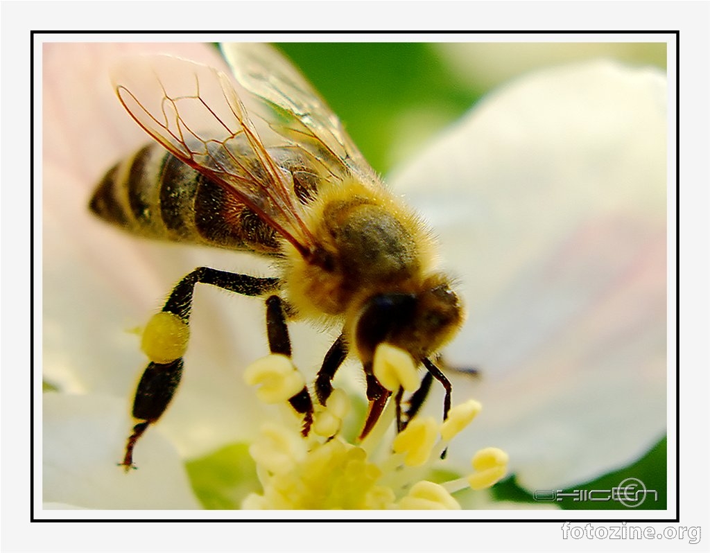 Marljva pčela
