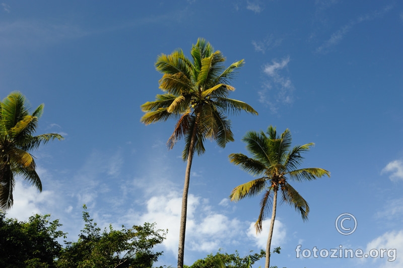 Tri palme na otoku sreće