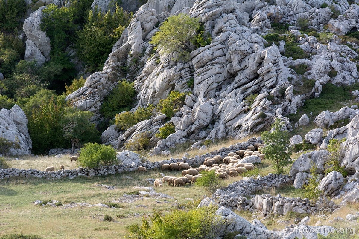 Planinski pašnjak