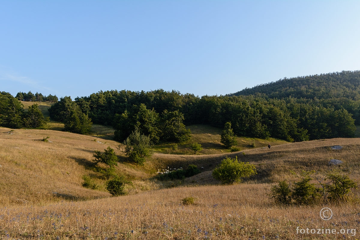 Velebitski pašnjak