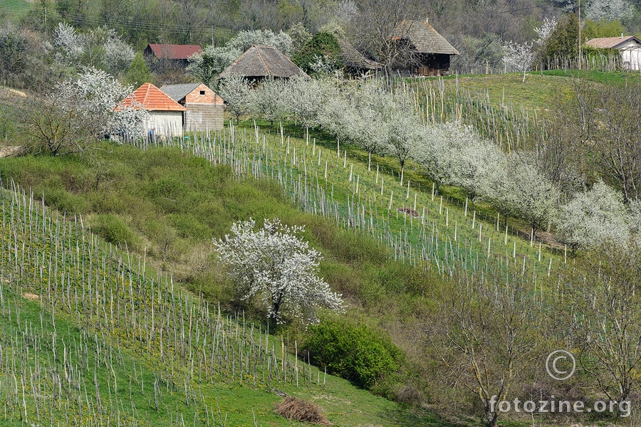 Proljeće u vinogradu