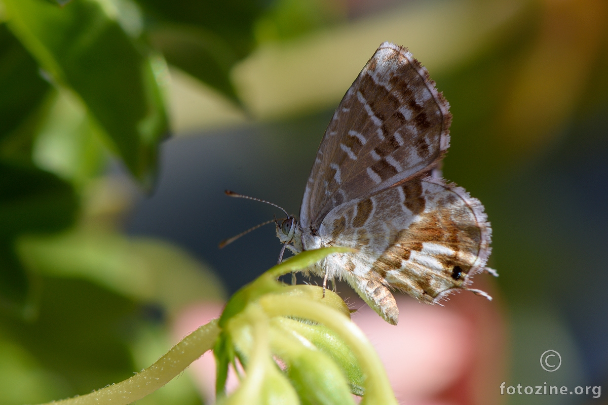 Pelargonijin plavac