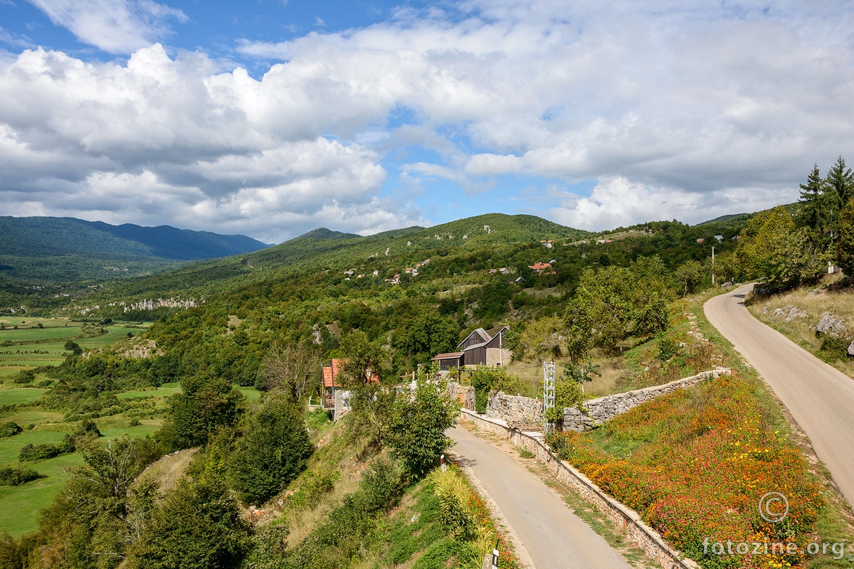 Cvjetna "polja" zinja...
