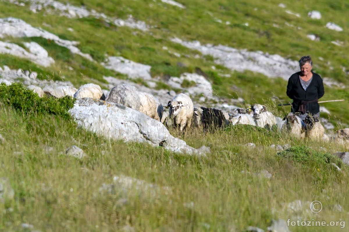 Jutarnja ispaša