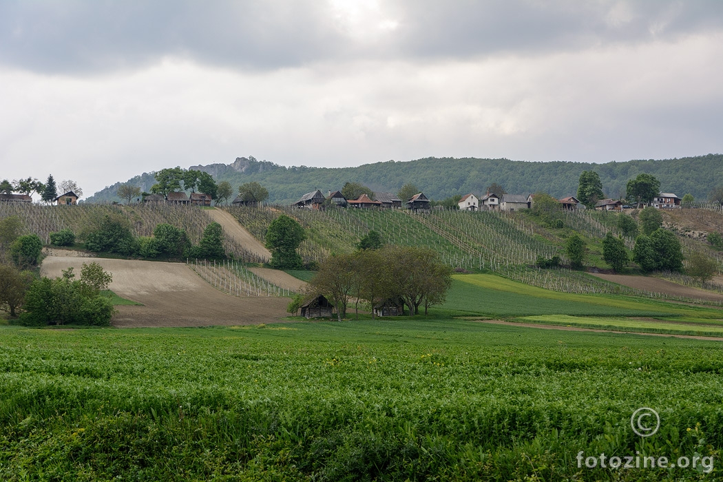 Obreški vinogradi