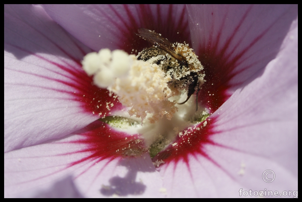 Skupljanje nektara