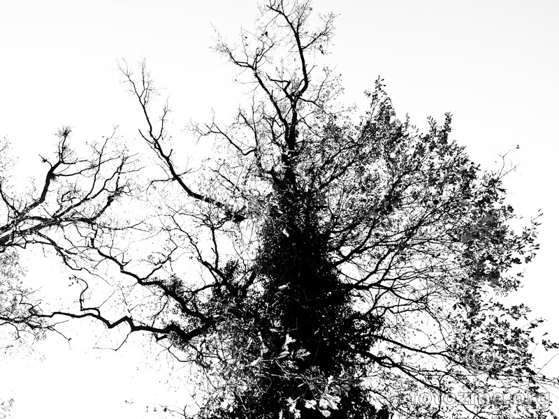 Mandelbrot Tree