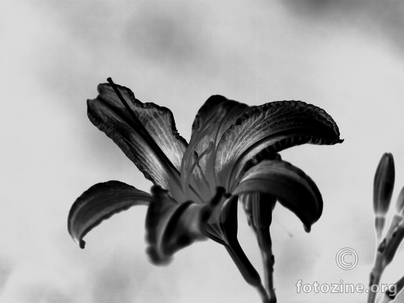 Dosadni crni cvijet