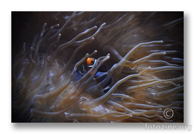 Amphiprion percula (Riba Klaun)