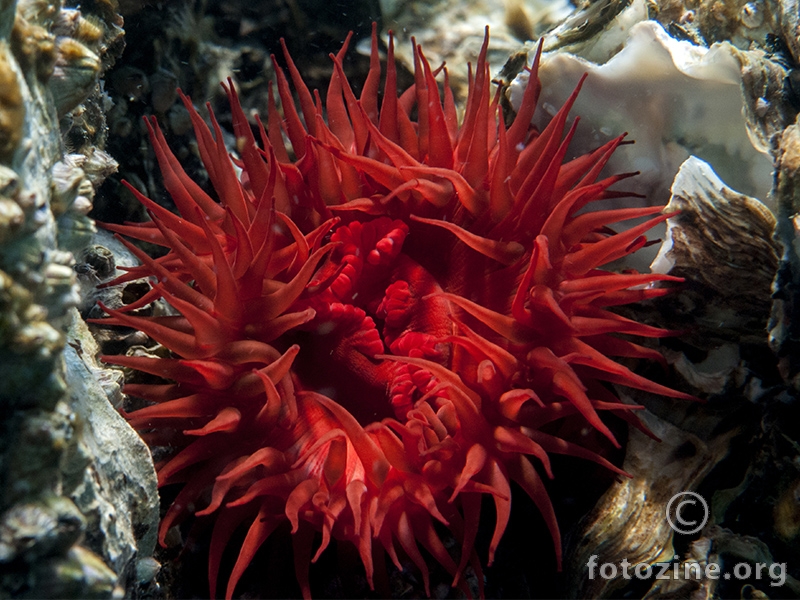 Crvena moruzgva (Actinia equina)