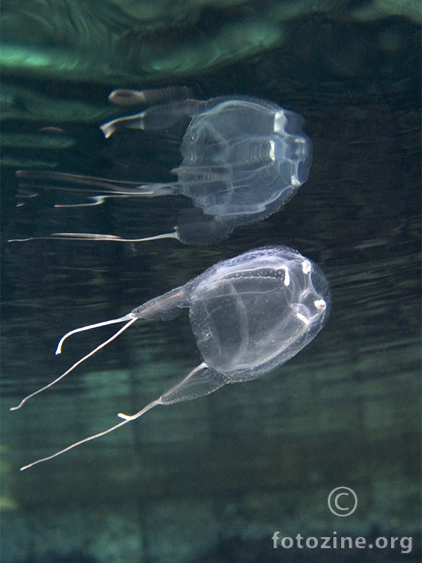 Mediteranska morska osa (Carybdea marsupialis)