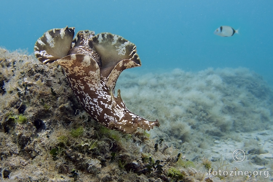 Morski zekan (Aplysia fasciata)