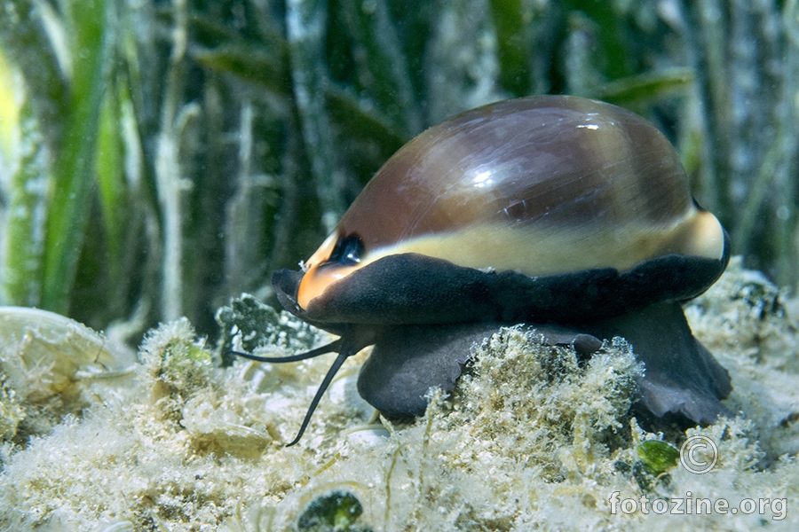 Zupka (Luria lurida)