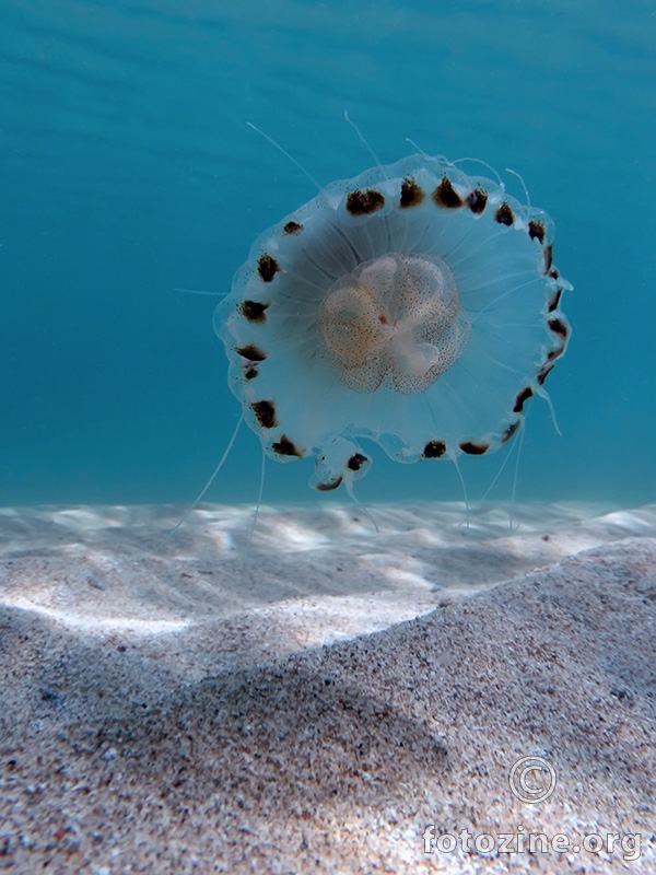 Kompas meduza (Chrysaora hysoscella)