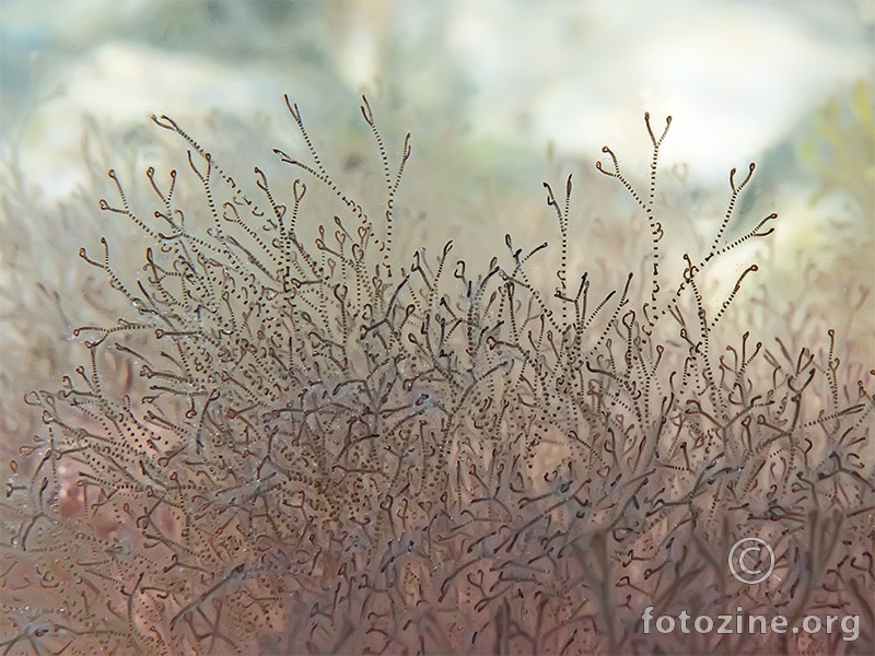 Crvena alga (Ceramium ciliatum)