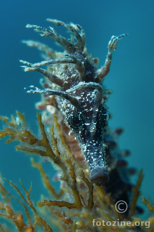 Dugokljuni morski konjić (Hippocampus guttulatus)