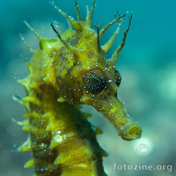 Dugokljuni morski konjić (Hippocampus guttulatus)