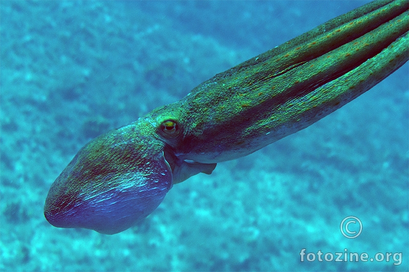 Hobotnica (Octopus Vulgaris)