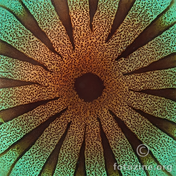 Kompas meduza (Chrysaora hysoscella) 