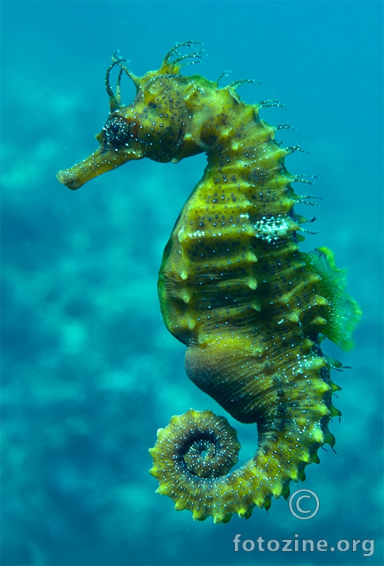 Dugokljuni morski konjić (Hippocampus guttulatus)