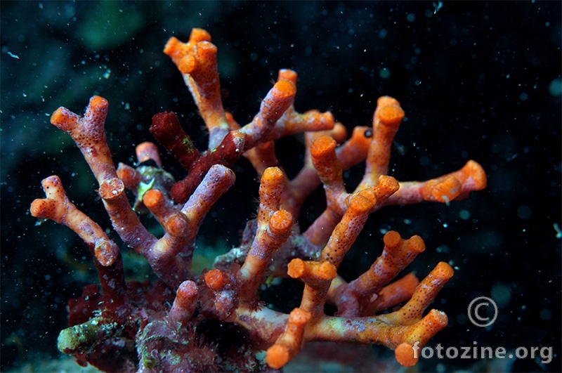 Lažni koralj (Myriapora truncata)
