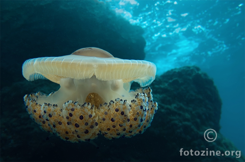 Mediteranska meduza (Cotylorhiza tuberculata)