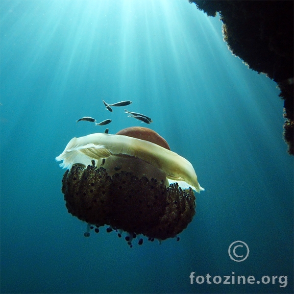 Mediteranska meduza (Cotylorhiza tuberculata)