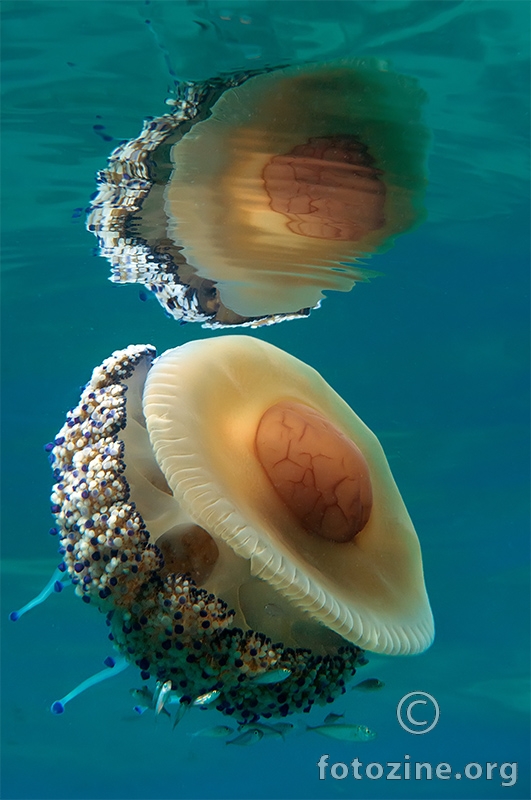 Mediteranska meduza (Cotylorhiza tuberculata) 