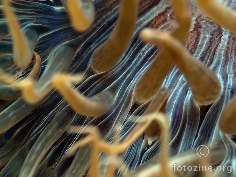 Mramorna vlasulja (Aiptasia mutabilis)