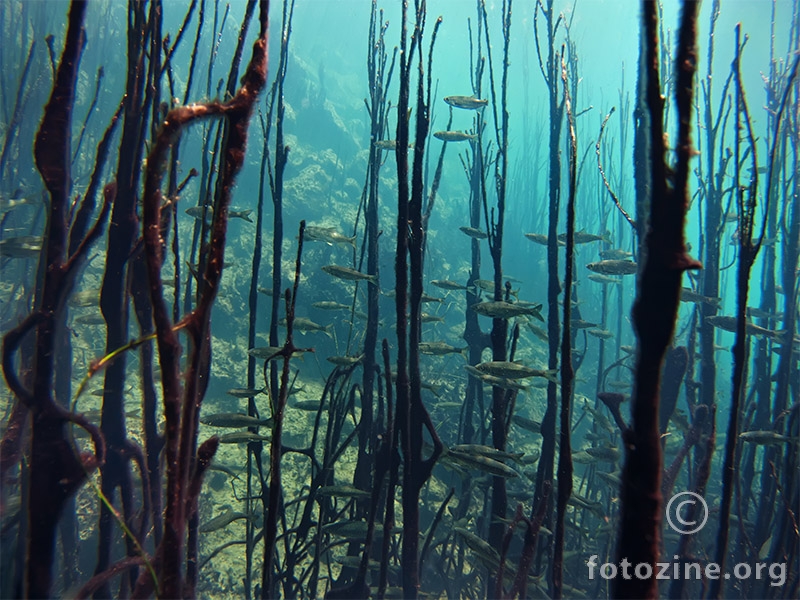 Podvodna šuma Krnjeze