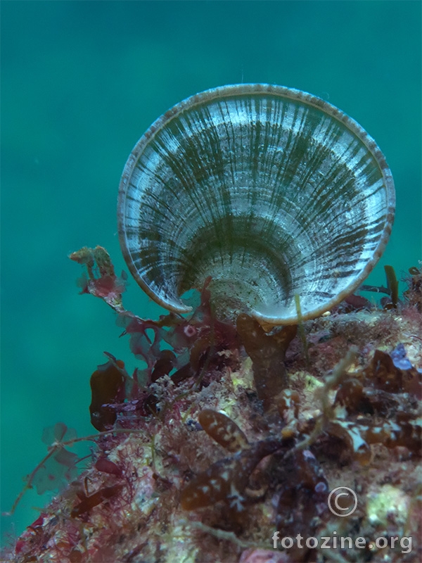 Smeđa alga (Padina pavonica)