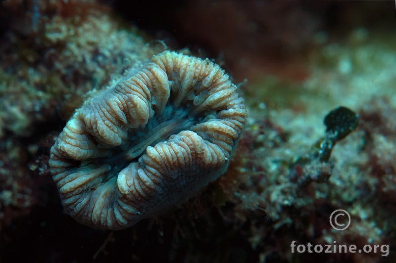 Usamljeni koralj (Balanophyllia europaea)