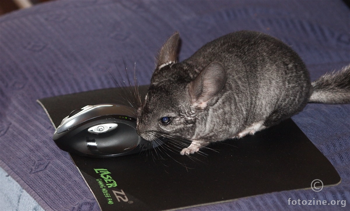 Kaj ti meni miša glumiš !!