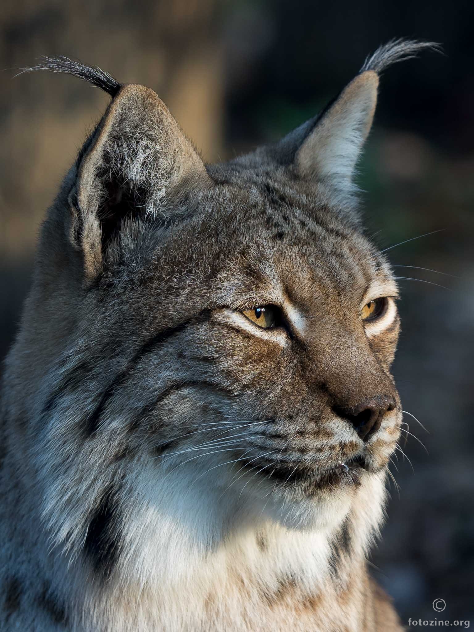 Lynx maneken